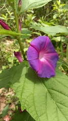 Ipomoea tacambarensis