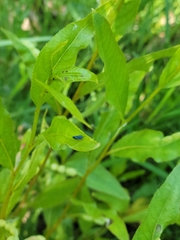 Graphocephala lugubris