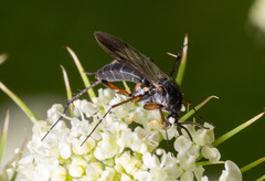 Greenomyia mongolica