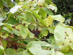 Vangueria madagascariensis