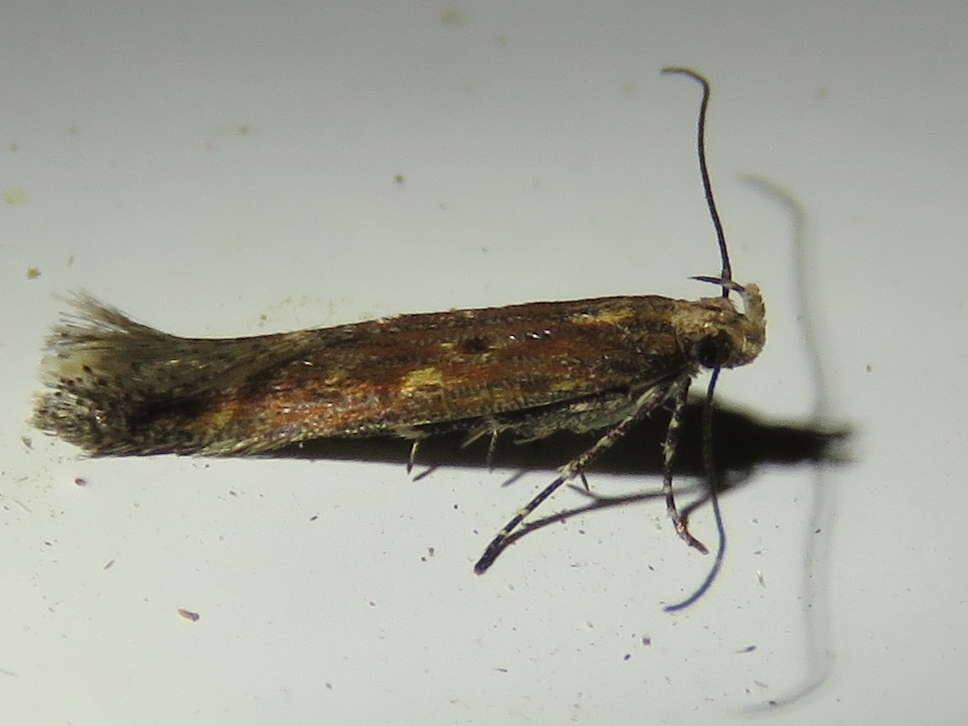 Gnorimoschema saphirinella