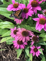 Echinacea purpurea