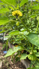 Physalis philadelphica