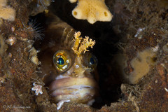 Yarrell's Blenny photo 5