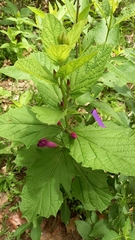 Ipomoea tacambarensis