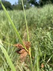 Bolboschoenus robustus