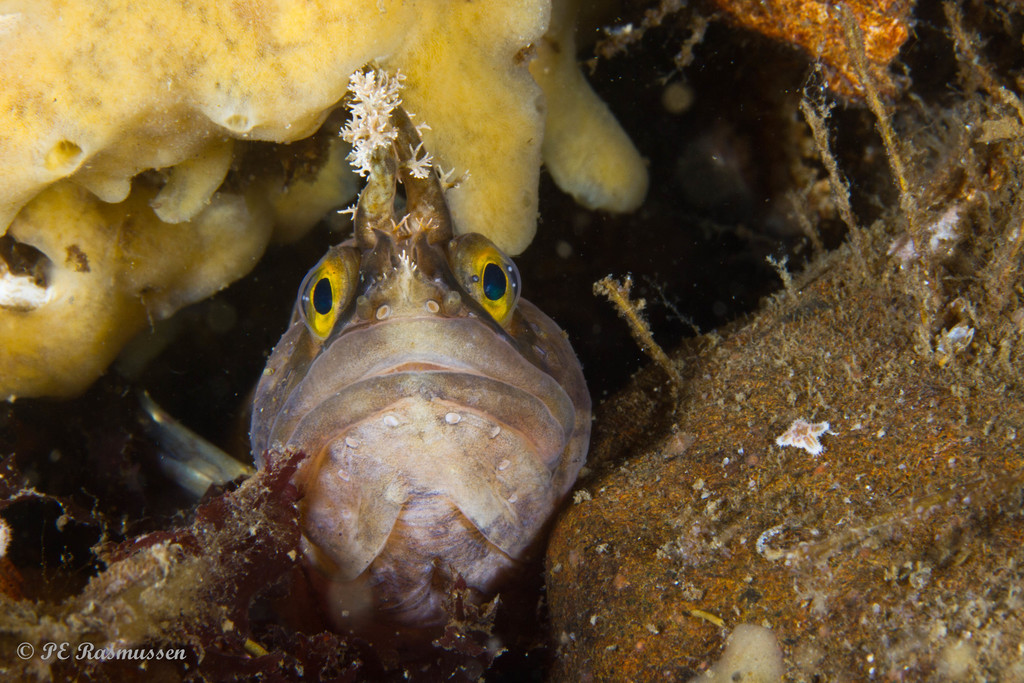 Yarrell's blenny (Chirolophis ascanii) — Stichaeidae