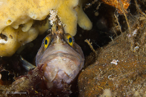 Yarrell's blenny (Chirolophis ascanii) — Stichaeidae
