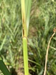 Bolboschoenus robustus