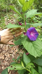 Ipomoea tacambarensis