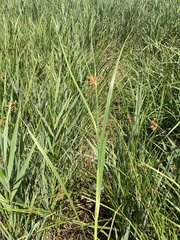 Bolboschoenus robustus