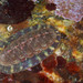 Mottled Red Chiton - Photo (c) Poul Erik Rasmussen, some rights reserved (CC BY-NC), uploaded by Poul Erik Rasmussen
