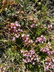 Thymus quinquecostatus