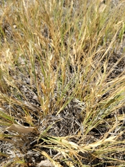 Festuca octoflora
