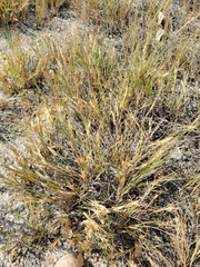 Festuca octoflora