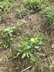 Grindelia adenodonta