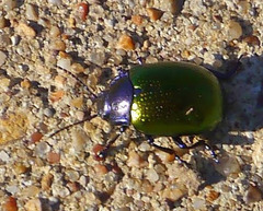 Chrysolina auripennis