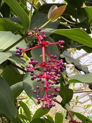 Medinilla multiflora
