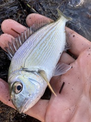 Sparus auratus