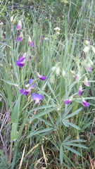 Lathyrus spathulatus