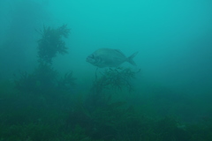 Latridopsis ciliaris