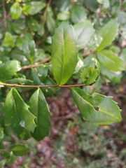 Lomatia dentata