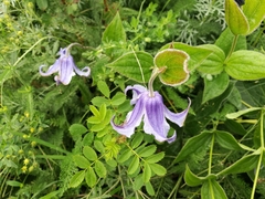 Clematis integrifolia