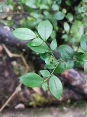 Rhamnus diffusa