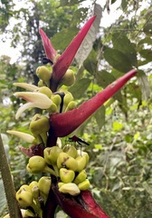 Leptoscelis militaris