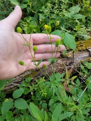 Ranunculus pensylvanicus