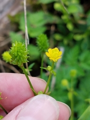Ranunculus pensylvanicus