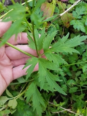 Ranunculus pensylvanicus