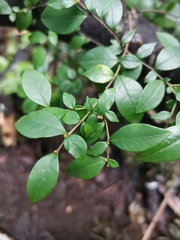 Rhamnus diffusa