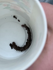 Lumbricus terrestris