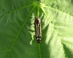 Agrilus catherinae
