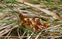 Boloria pales