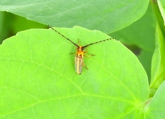 Essostrutha binotata