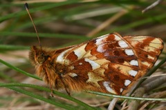 Boloria pales