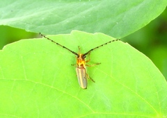 Essostrutha binotata
