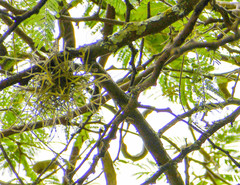 Tillandsia recurvata