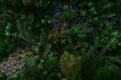 Caulerpa brownii