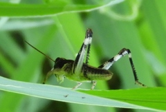 Boopedon flaviventris