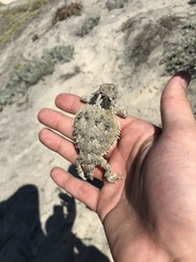 Phrynosoma cerroense