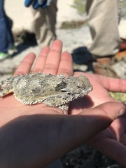 Phrynosoma cerroense