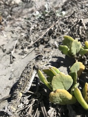 Phrynosoma cerroense