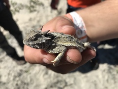 Phrynosoma cerroense