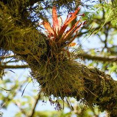 Tillandsia recurvata