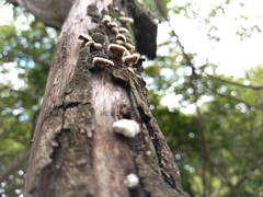 Schizophyllaceae