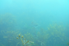 Latridopsis ciliaris