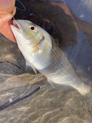 Sparus auratus
